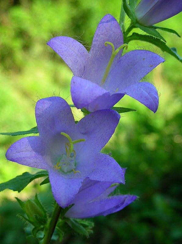 Campanula trachelium / Campanula selvatica